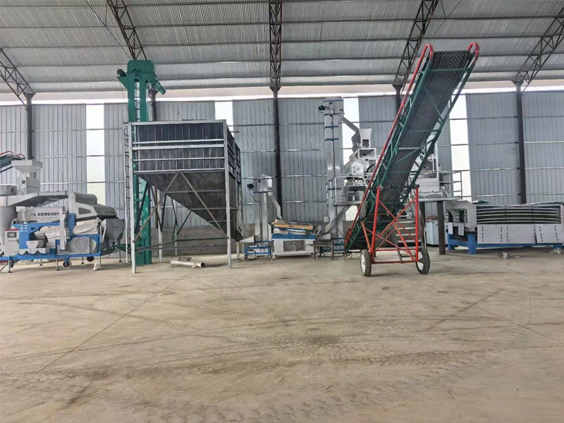 large-scale pea production line