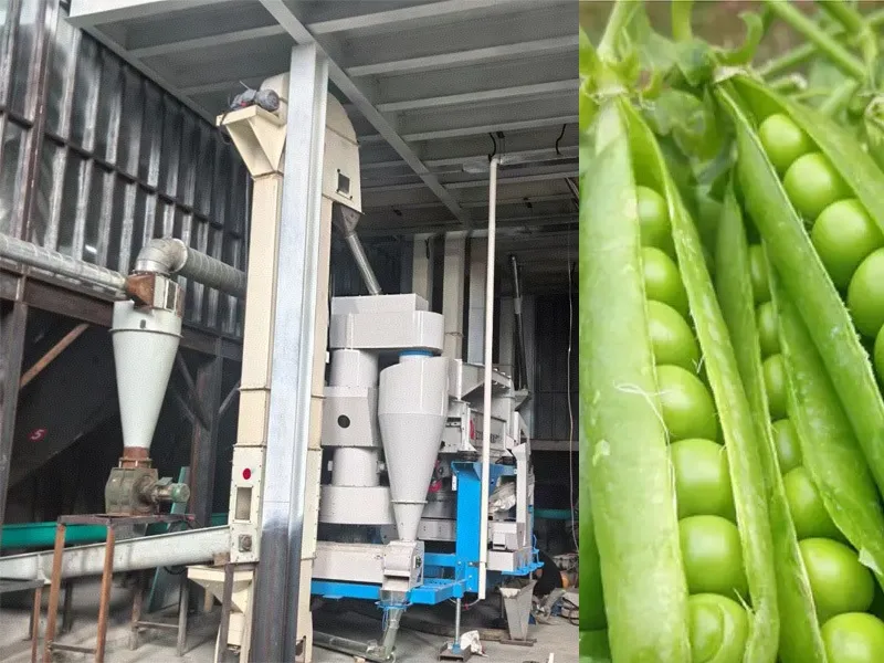large-scale pea production line