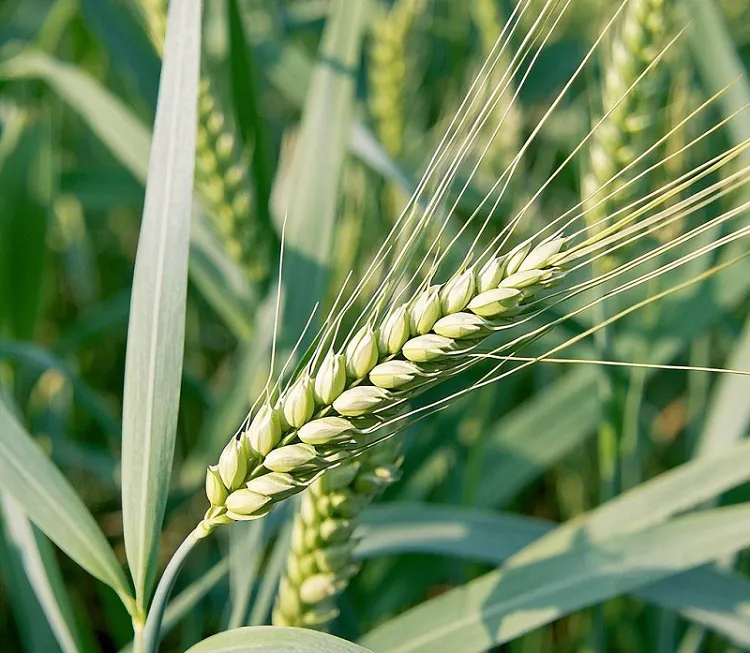 Beibu Machinery selects every grain of wheat to ensure your food safety