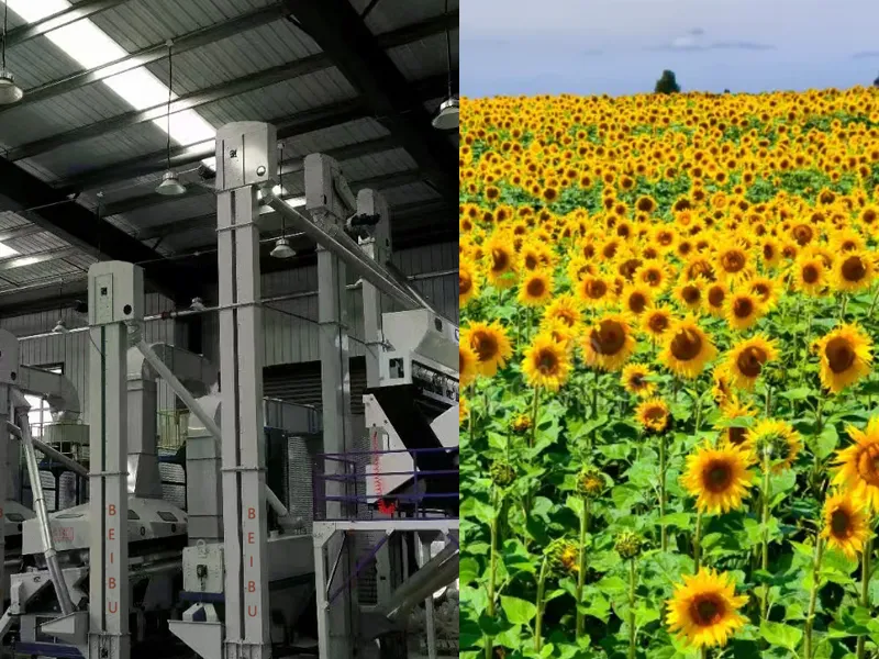 Sunflower seed industry