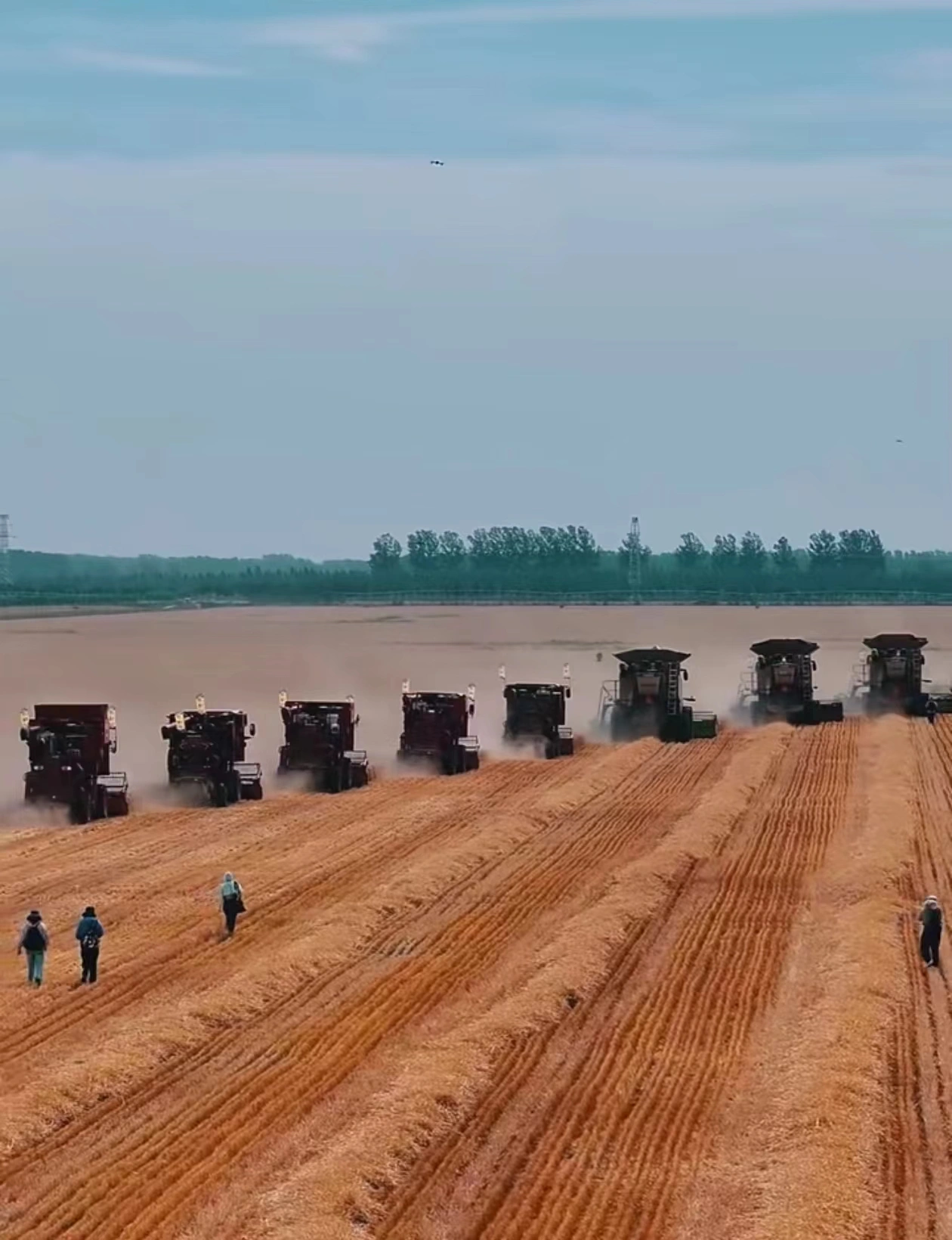 Beibu Machinery helps wheat harvest in China's main wheat producing areas