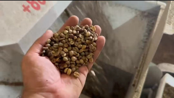 Coffee Bean Cleaning Processing Line in Guinea-Hebei Beibu Machinery Technology Co.,LTD