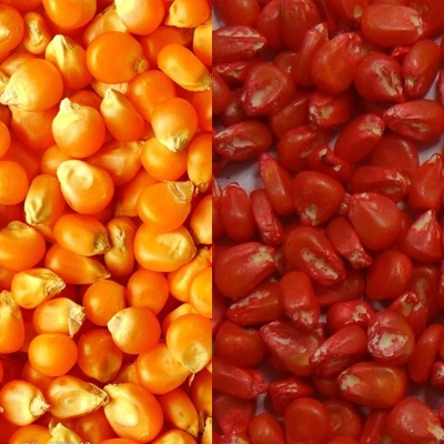 Read More About cumin seed cleaning machine