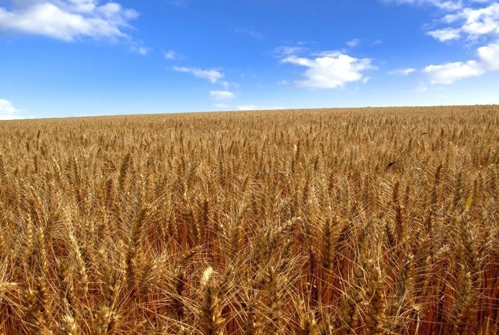 Wheat harvest is about to happen