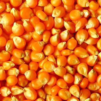 How to clean maize ?