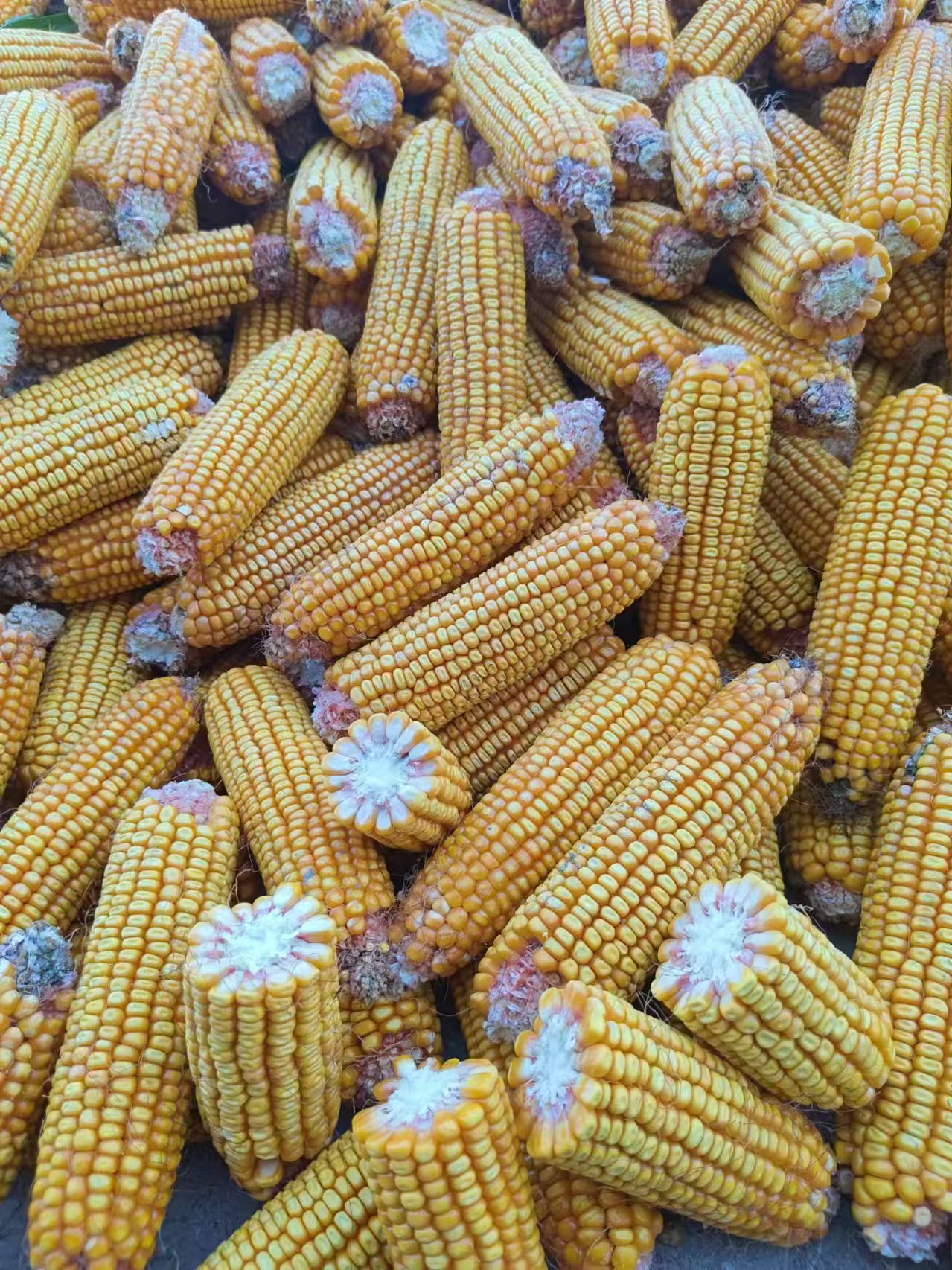 In autumn, busy grain cleaning machines