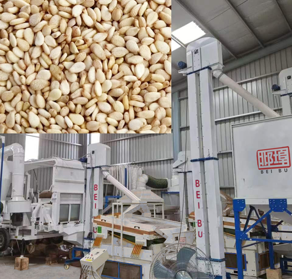 Pakistan Sesame Industry