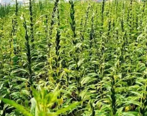 Pakistan Sesame Industry