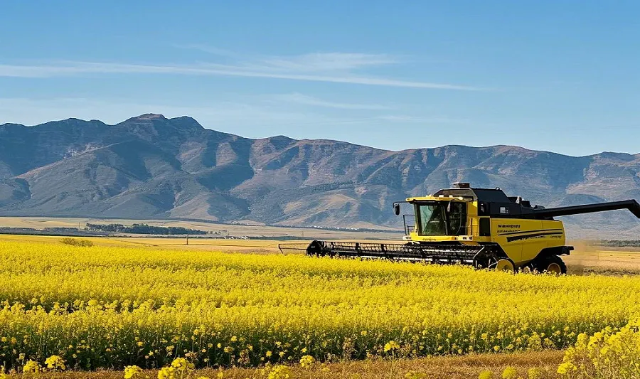 How to choose a rapeseed cleaning machine - Beibu Machinery solves your difficulties