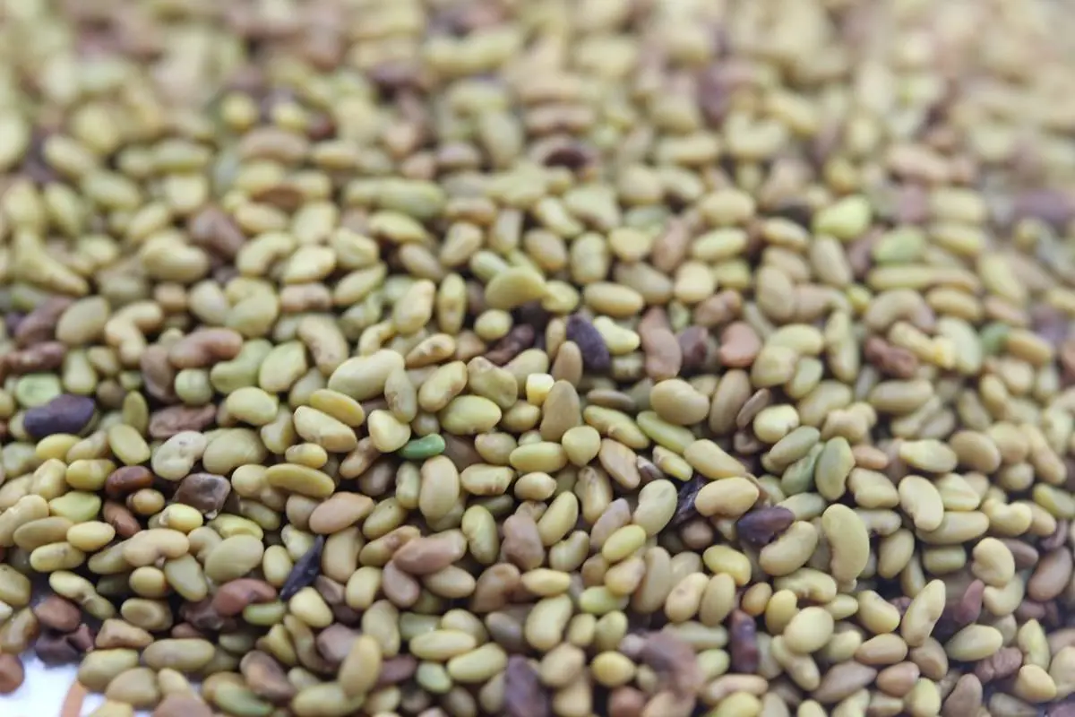 How to processing Alfalfa seeds