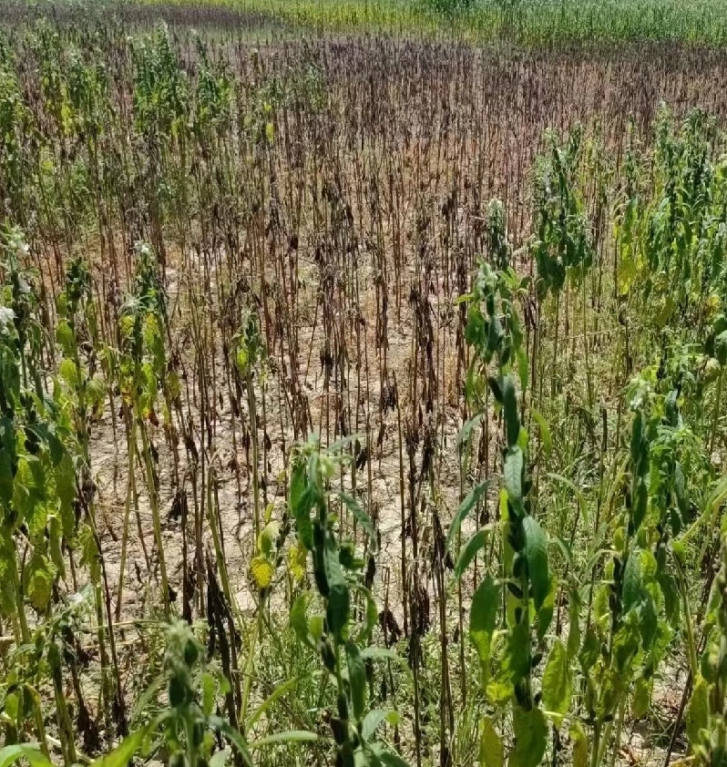 Pakistan's sesame production drops