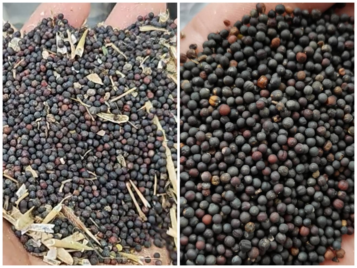 How to choose a rapeseed cleaning machine - Beibu Machinery solves your difficulties