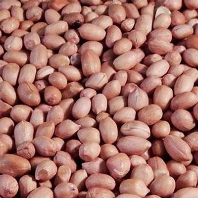 China New Policy for Africa Groundnut-Hebei Beibu Machinery Technology Co.,LTD