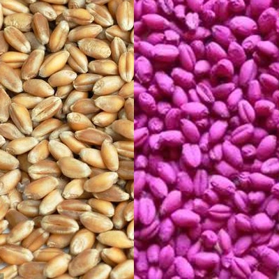 seed cleaning machine