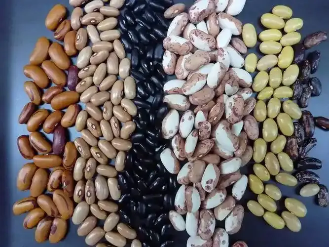Beans in Mexico-Hebei Beibu Machinery Technology Co.,LTD