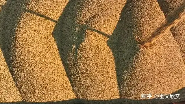 Why China import lot soybean