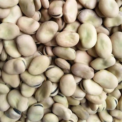 broad beans cleaning machine