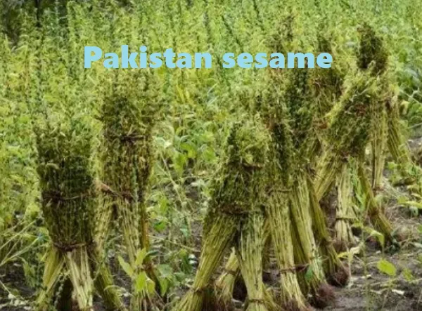 Pakistan Sesame Industry