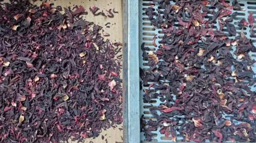 Hibiscus flower processing machine