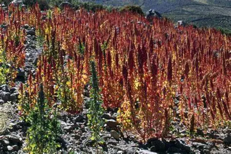 Assisting the development of grains