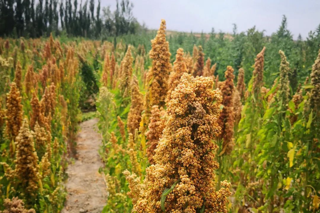 Assisting the development of grains