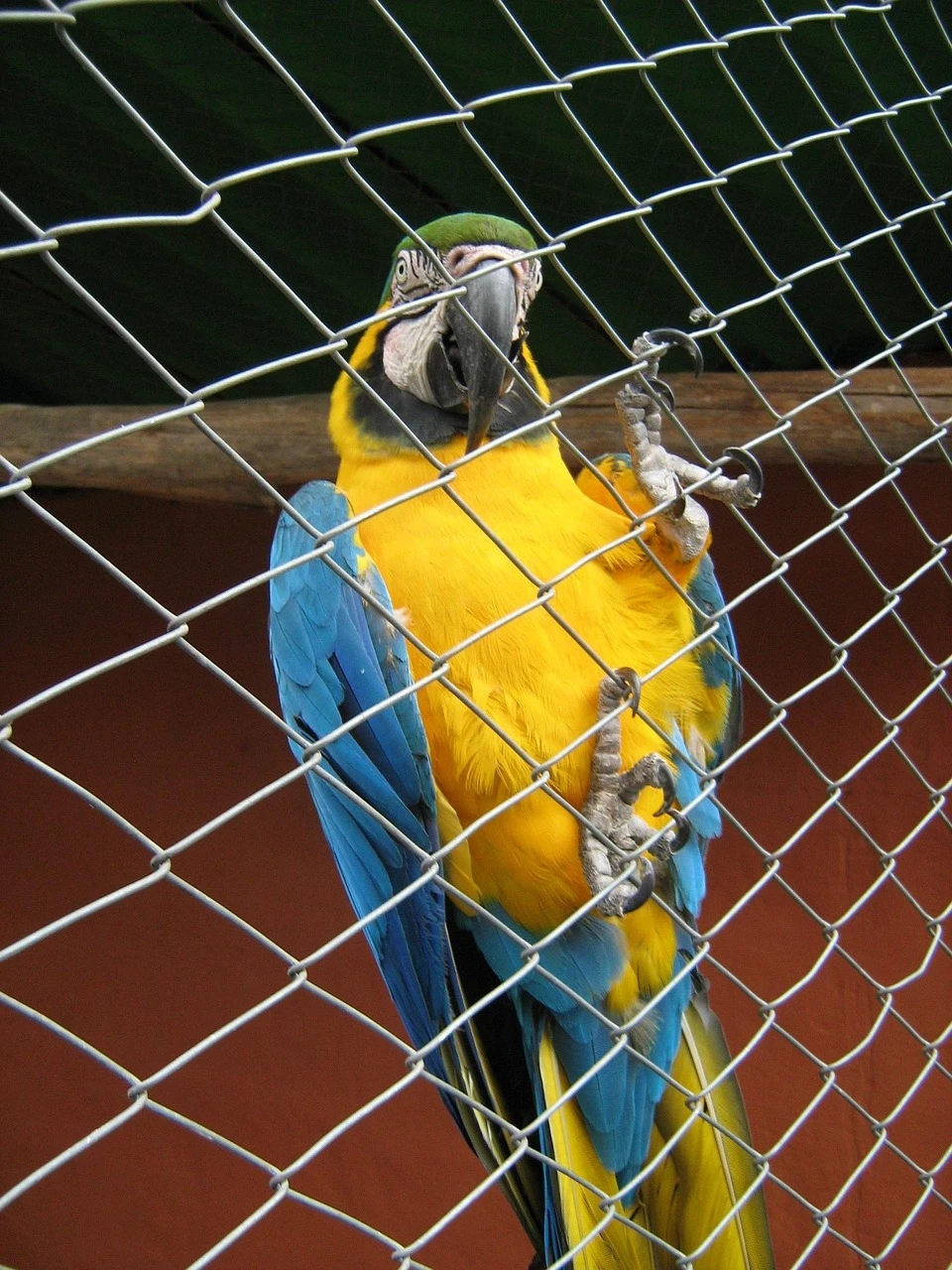 Stainless Steel Mesh for Bird Aviary Protection