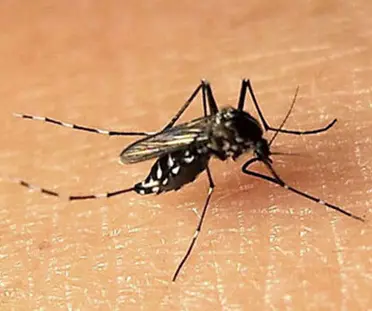 Stretched Anti-Mosquito Fabric