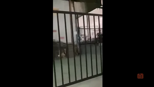 Finished Product Display Of Fence Guardrail