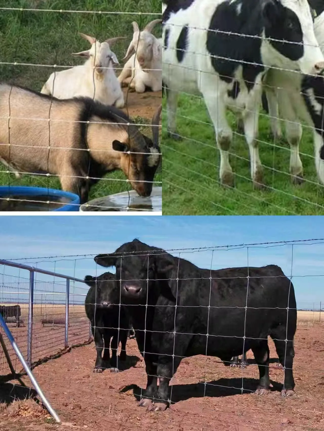 Heavy‑Duty Livestock Fencing for Cattle, Horse & Farm