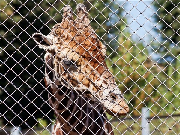 Height requirements for farm guardrail nets