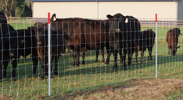 Weaving technology of cattle fence: creating a solid fence