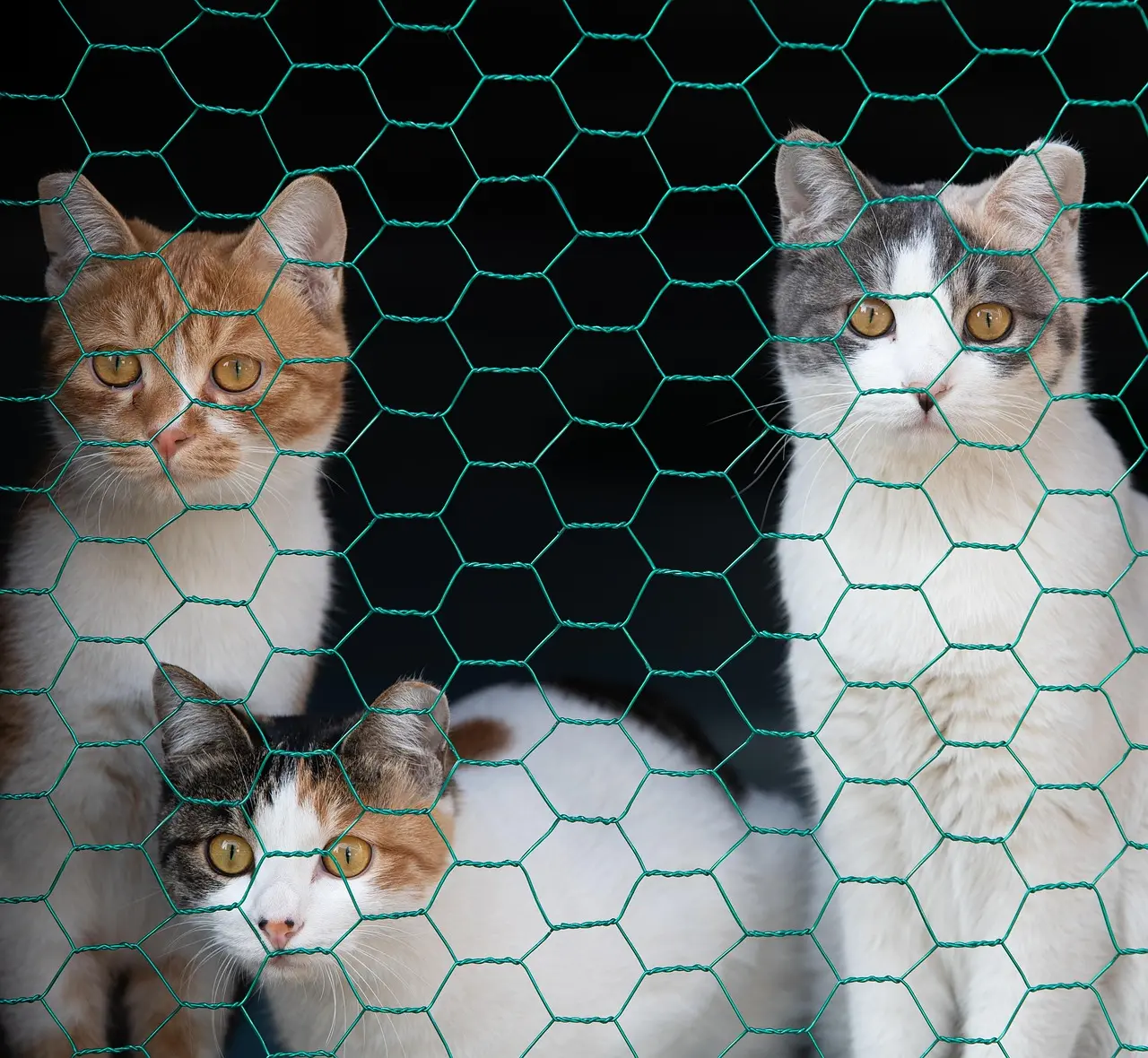 Safety performance of hexagonal mesh breeding fence