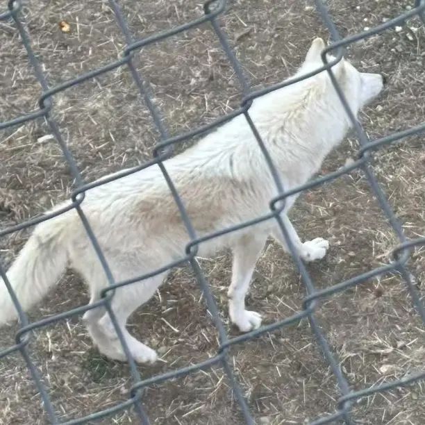 Heavy Duty Chain Link Fence Plastic Coated Chain Link Fencing