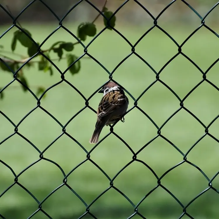 Chain link fence customization service: meeting personalized needs