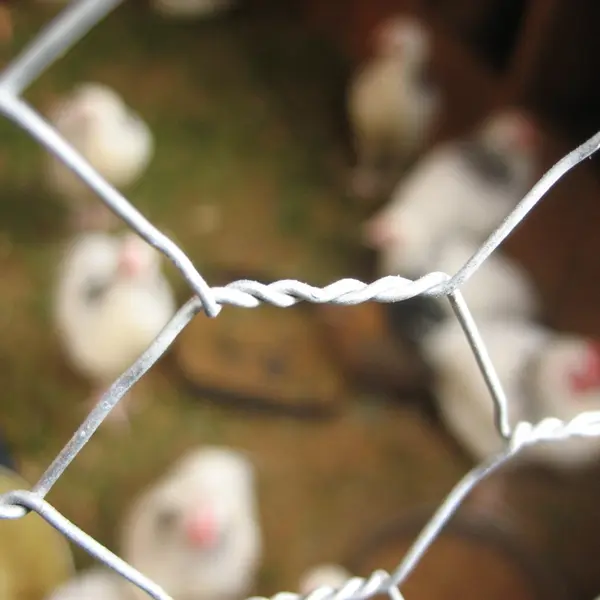 Chicken Wire Breeding Fence Galvanized Hexagonal Mesh