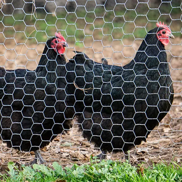 Factory Wholesale Galvanized Hexagonal Wire Netting for Breeding Fence