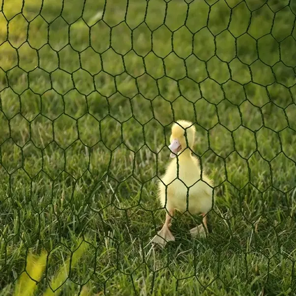 China Hexagonal Wire Mesh and Poultry Netting chicken wire netting