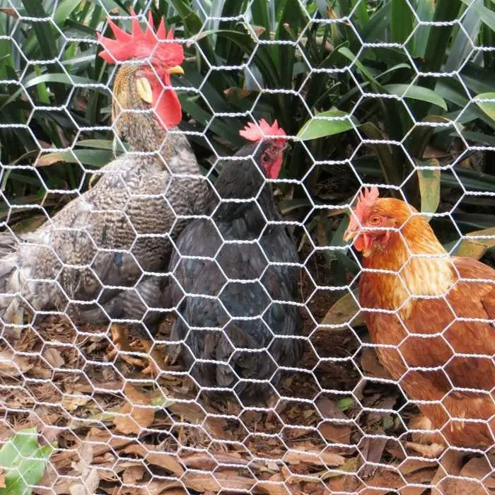 Hexagonal mesh fence: efficient, durable and environmentally friendly breeding fence