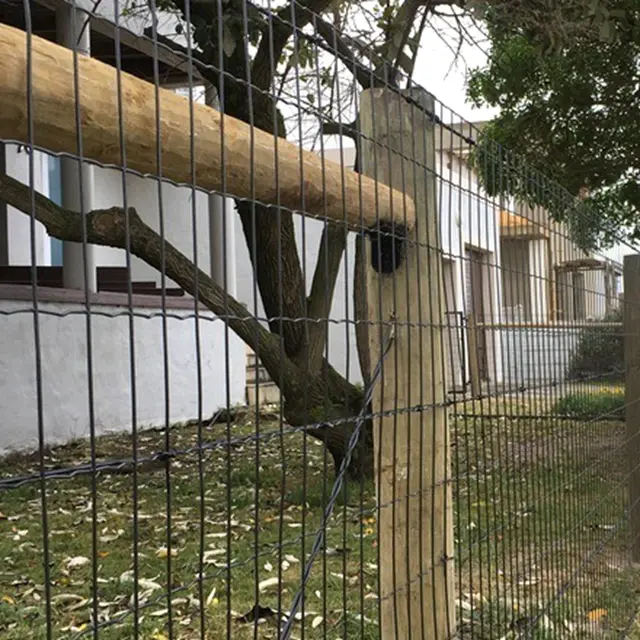 Hot dipped galvanized welded wire mesh for garden fence