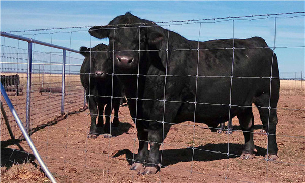 The necessity of breeding fence net