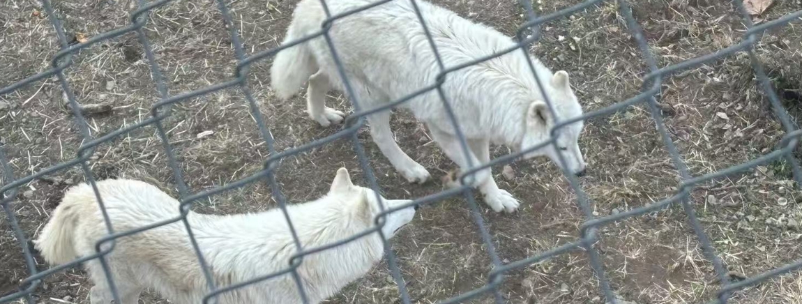 Chain link fence: protecting homes and beautifying the environment, dual functions