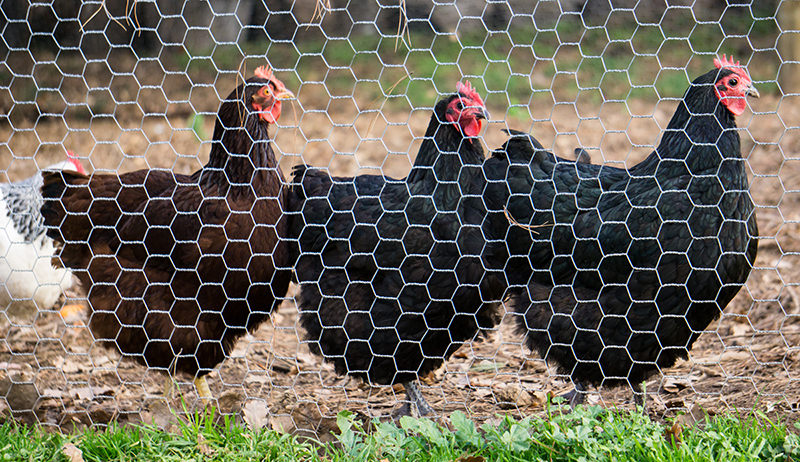 Application of hexagonal mesh breeding fence in animal husbandry