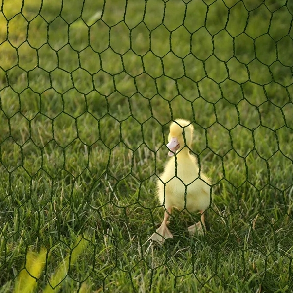 Hexagonal wire fence: the preferred barrier for the breeding industry, strong and durable