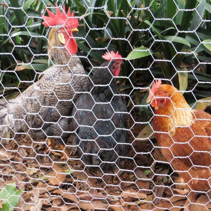 Hexagonal wire fence: the preferred barrier for the breeding industry, strong and durable