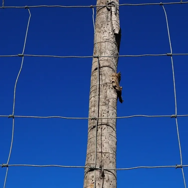 Cattle Fence