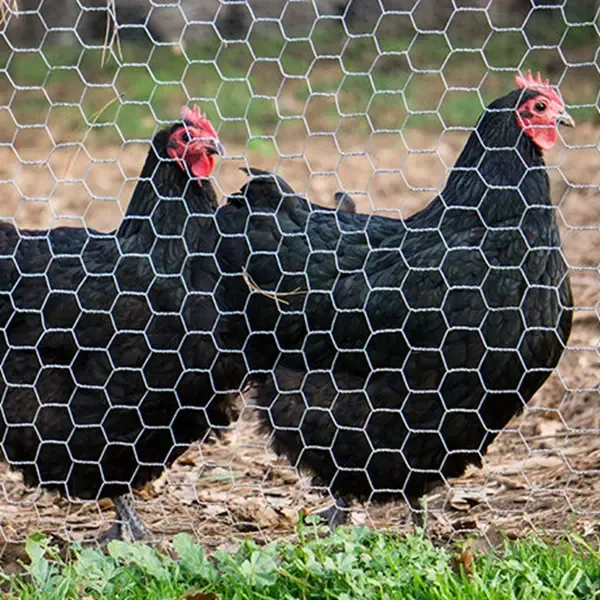 Hexagonal Wire Mesh Fence