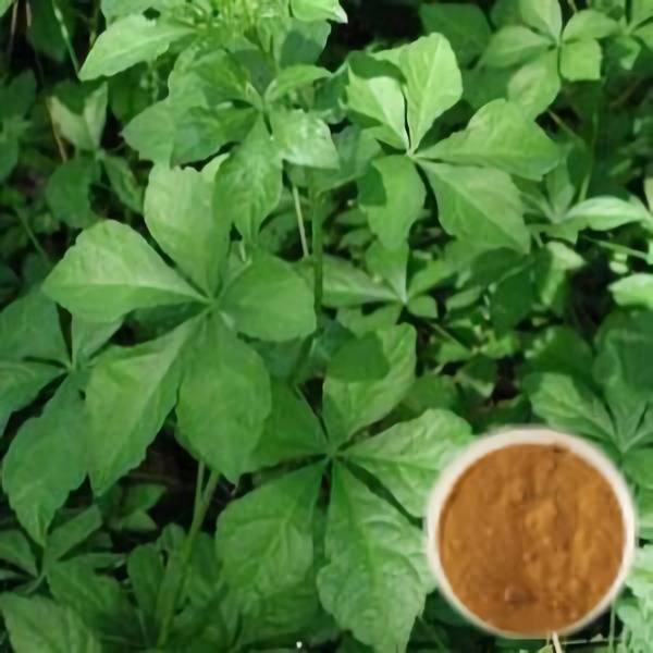 Siberian Ginseng Extract Powder