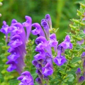 Scutellaria Extracts: Lab-Tested, Standardized—Why Us?