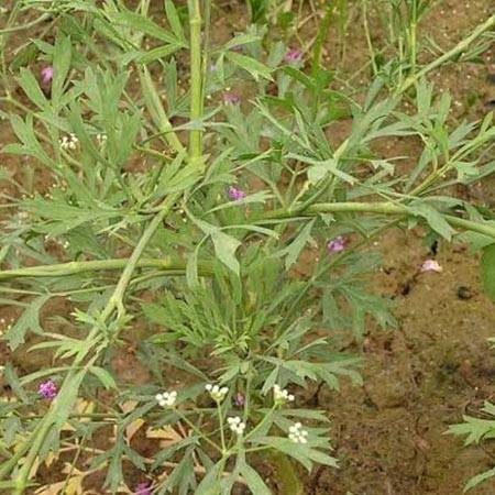 Siler Root: Natural Health Benefits & Uses