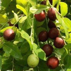 jujube seed for sale